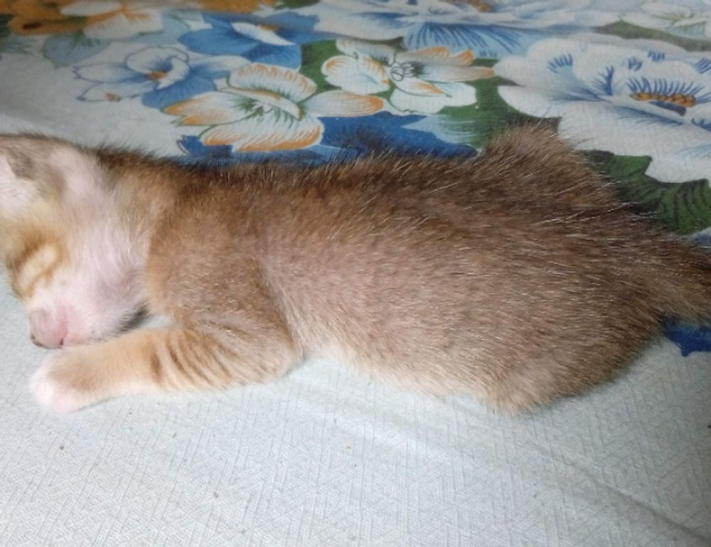 is feduspray home air freshener spray the best for your home