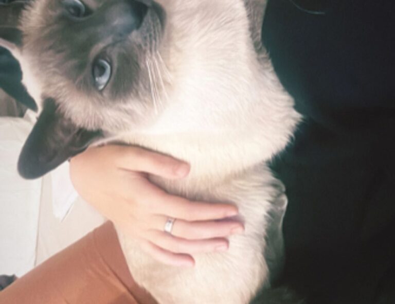 souvenirs from the country of hausizius