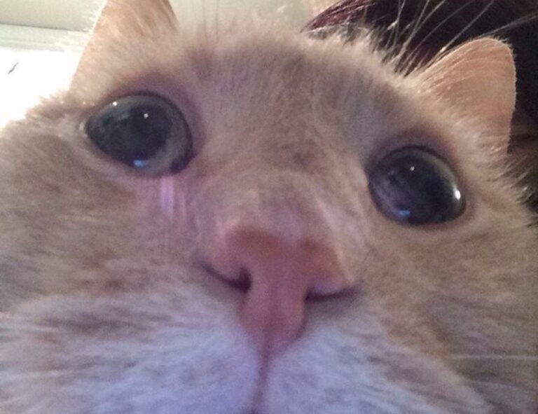 what is ocvibum wealth management ltd