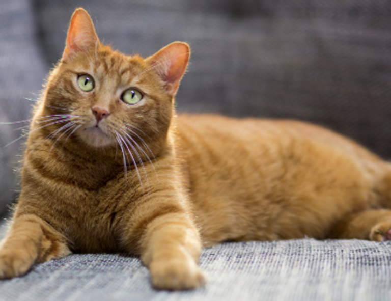 which month is best to visit beevitius