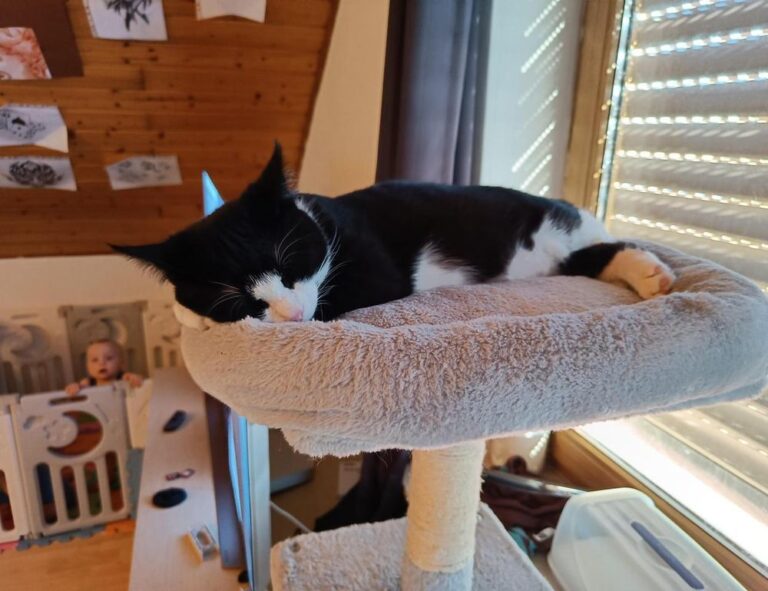 cuanto falta para el 19 de agosto