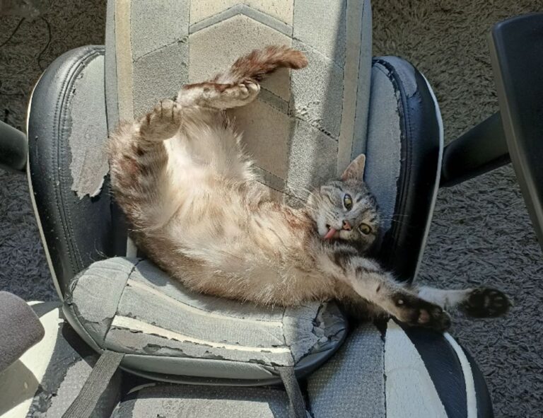 gambar kartun palestin