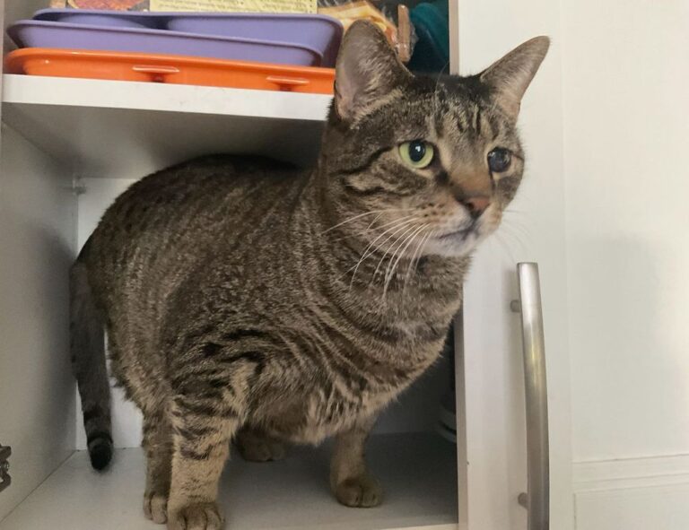 lieke klaver cameltoe