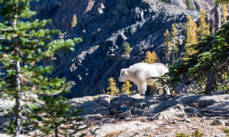 wow respuestas nivel 91